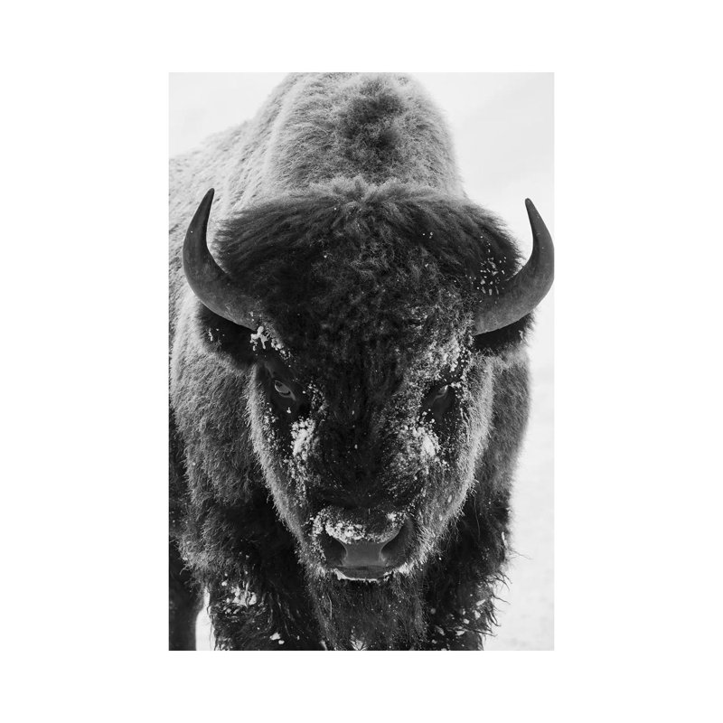 Bison Bull Frosty Morning by Ken Archer - Wrapped Canvas Print, 66.04 cm H x 45.72 cm W x 3.175 cm D
