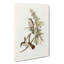 Little Cuckoos by Elizabeth Gould - Wrapped Canvas Art - Wrapped Canvas-55364951