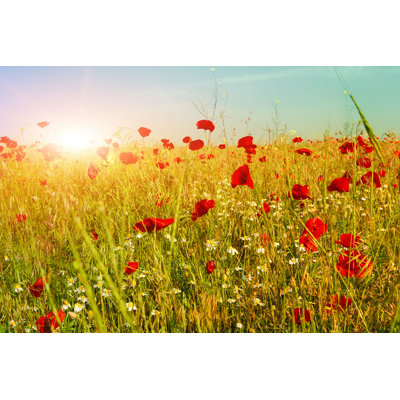 " Bright Red Poppy Flowers " by Kuzina1964