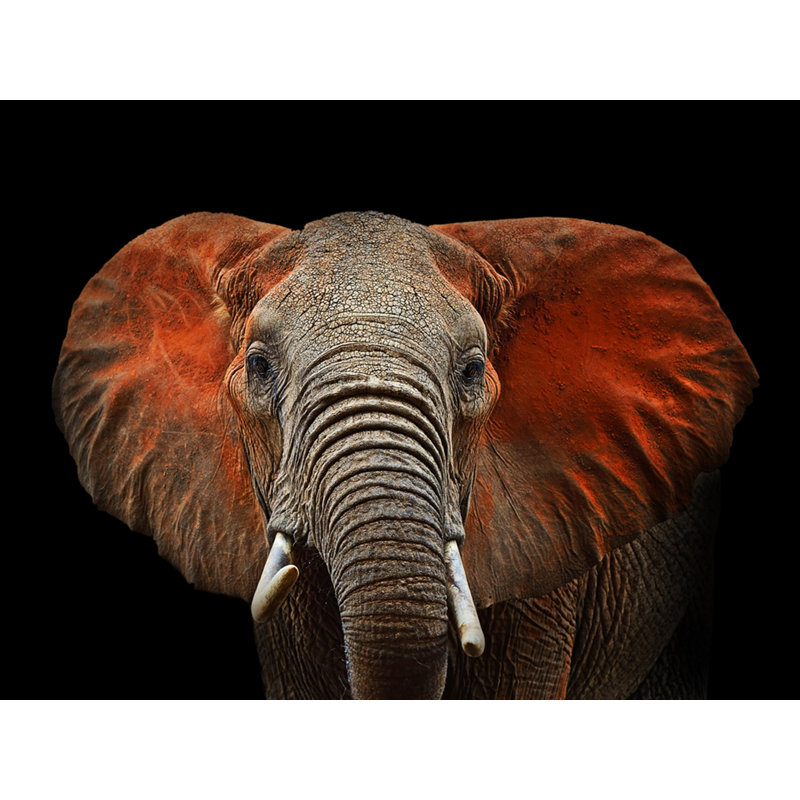 «African Elephant», reproduction de photo sur toile tendue , H 30 po x l 40 po x P 1 po
