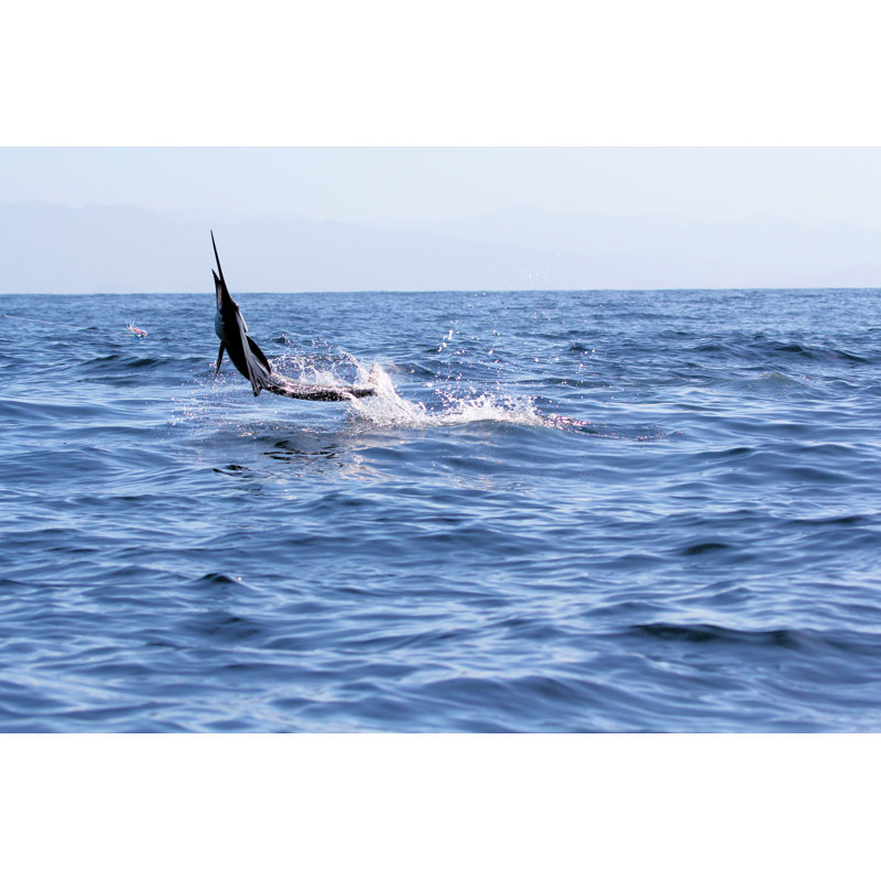 «Sailfish J Jump off» par David_Pibrac - Photographie de toile tendue, H 8 po x l 12 po