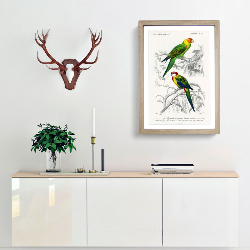 Parrot Illustrations by Charles dOrbigny - Framed Print, 48cm H x 36cm W x 2cm D, Oak Framed