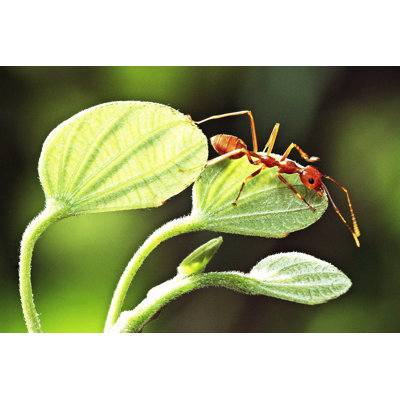 Close Up Ant - Wrapped Canvas Print