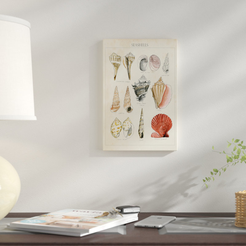 « coquillage sketch ii », reproduction d’impression sur toile, H 18 po x l 12 po x P 1,5 po, Toile tendue, Pas de tapis