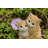 Kittens Hugging-67579695