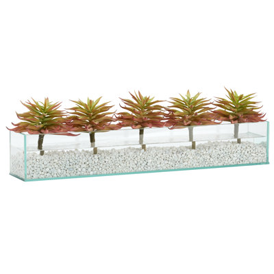 Plantes succulentes en verre d'aquarium rectangulaire