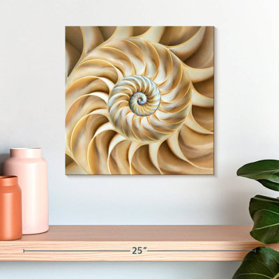 Aletra Nautilus Symmetry