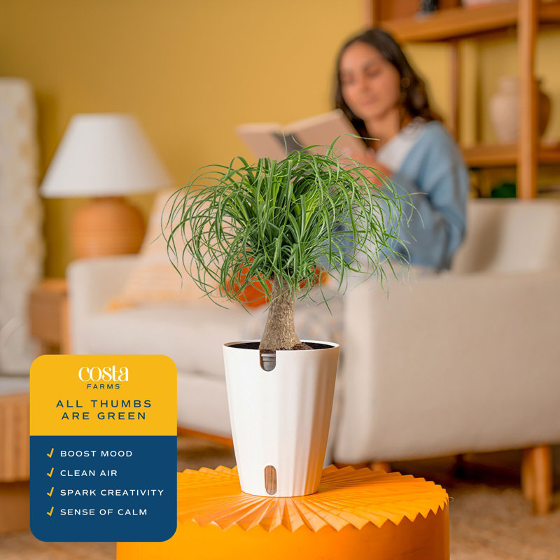 Ponytail Palm 15" Live Plant in Geometric Pattern Pot, White