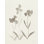 «Gray Florals I» par Pamela Munger