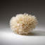 Genuine Birds Nest Coral ( 3.5 Lbs)-999671482