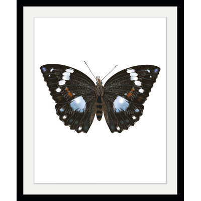 Butterfly - Single Picture Frame Print