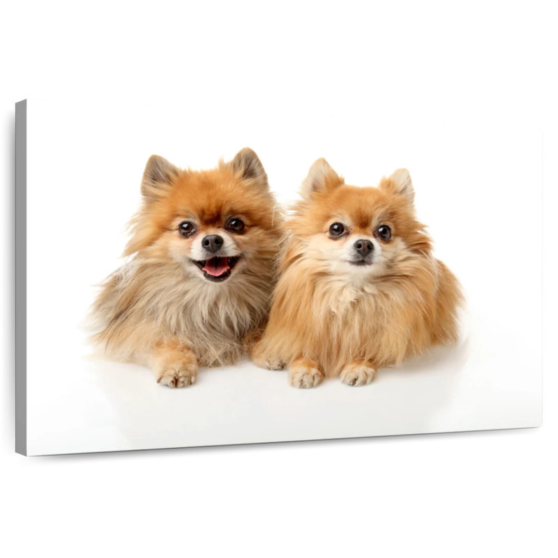 Crowle Posing Pomeranians, 20" H x 30" W