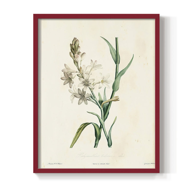 «Traditional Botanical IV», reproduction encadrée - bois massif, Rouge, H 10 po x l 8 po