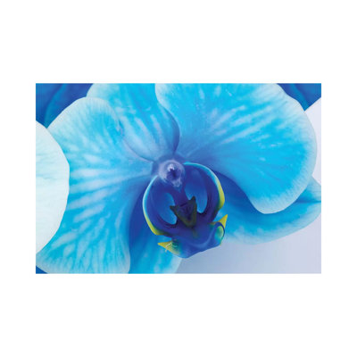 «Blue Orchid I» par Glauco Meneghelli, reproduction de photo sur toile tendue