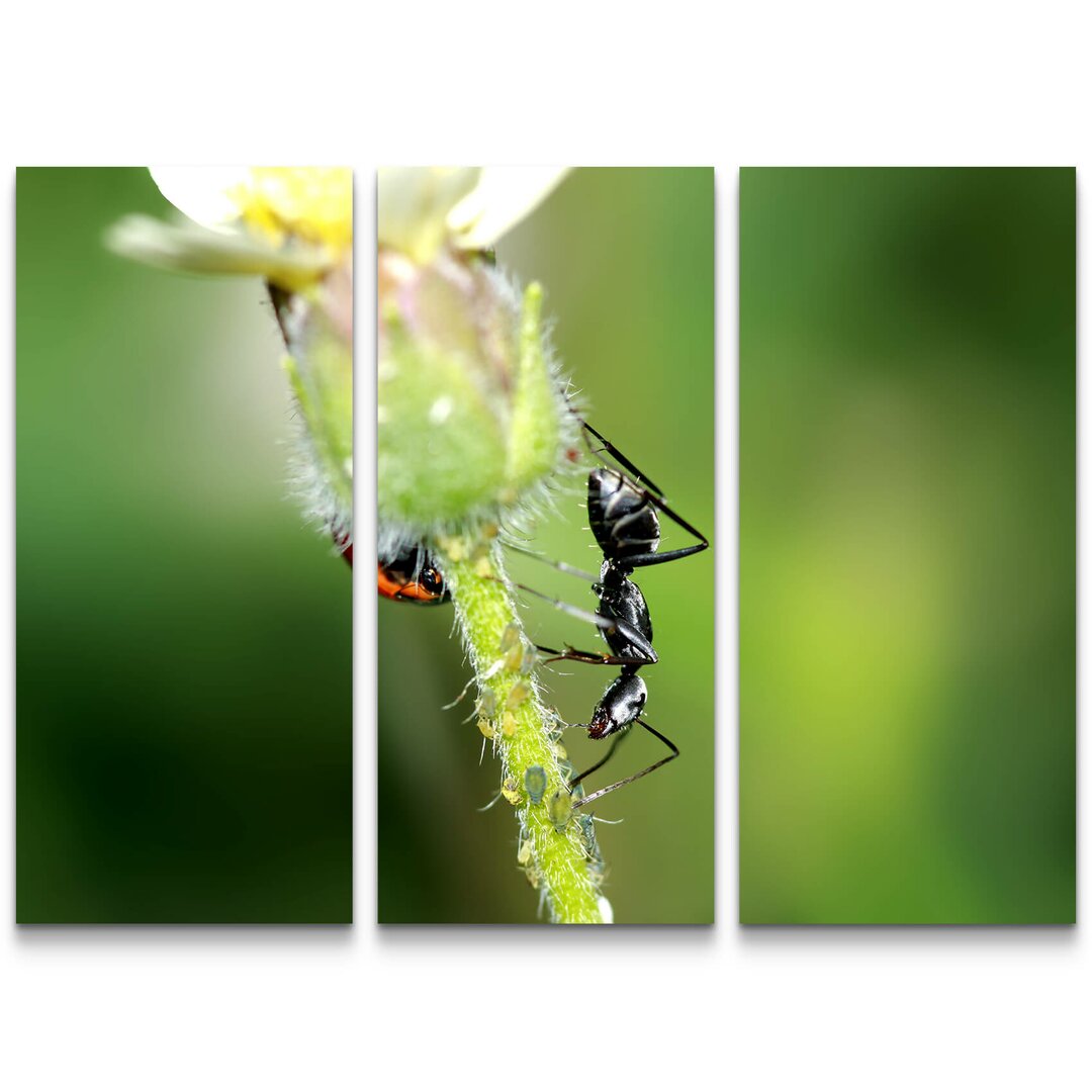 3-tlg. Leinwandbilder-Set Ameise und Käfer auf einer Blume