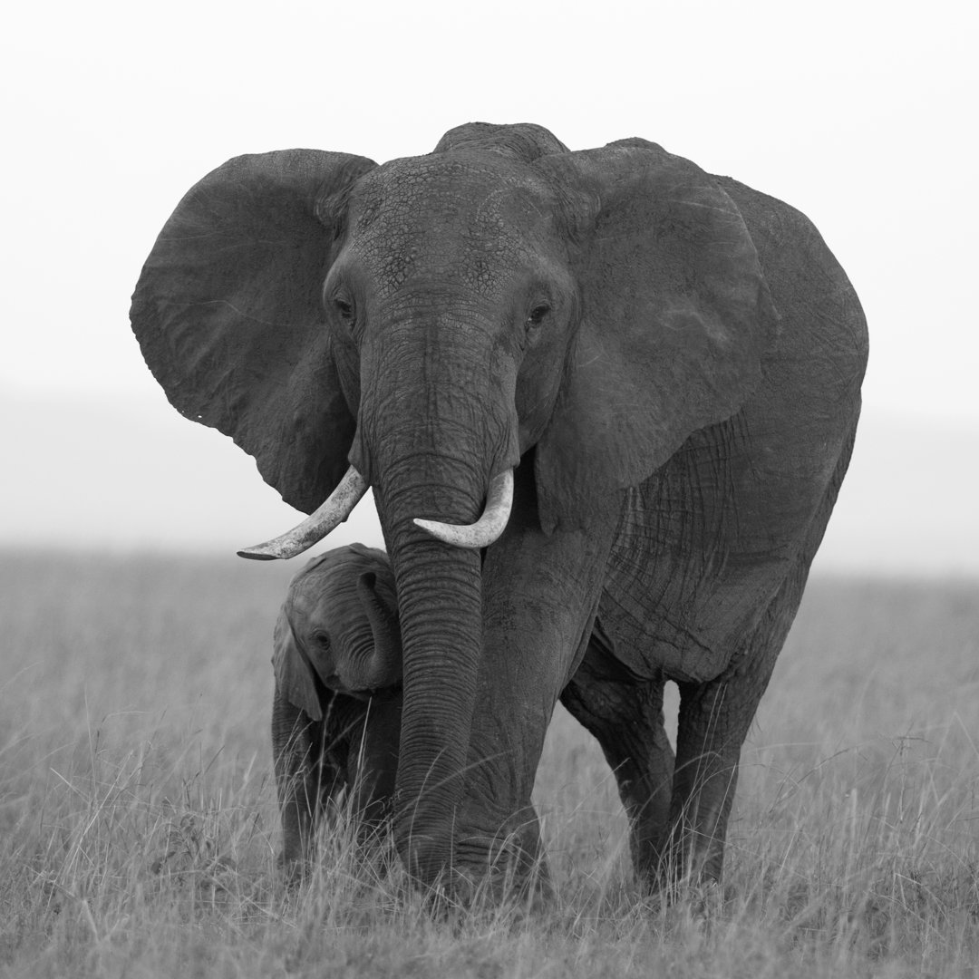 Baby Elefant und Mutter von WLDavies - Ohne Rahmen auf Leinwand drucken