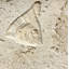 6" x 6" SeaStone Cement Fish Head Fossil Impression Bevel Edge Medallion Tile in Buff