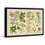 Selinum Carvifolia - Single Picture Frame Painting-1546114691