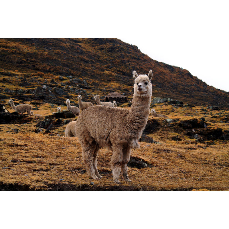 White Alpaca by Pickypalla - Wrapped Canvas Print, 30cm H x 46cm W