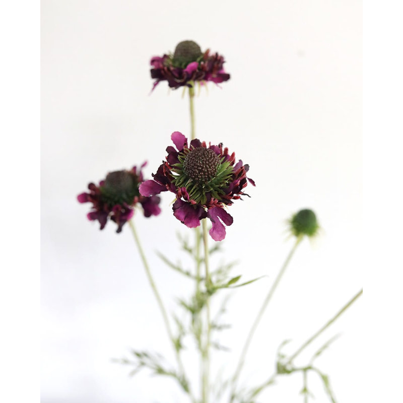 Violet Scabiosa Wildflower 29"