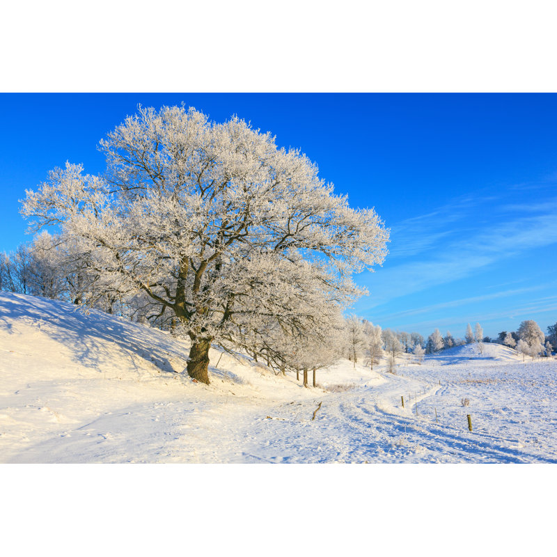 Old Oak Tree - Wrapped Canvas Print, 30cm H x 46cm W x 3.8cm D