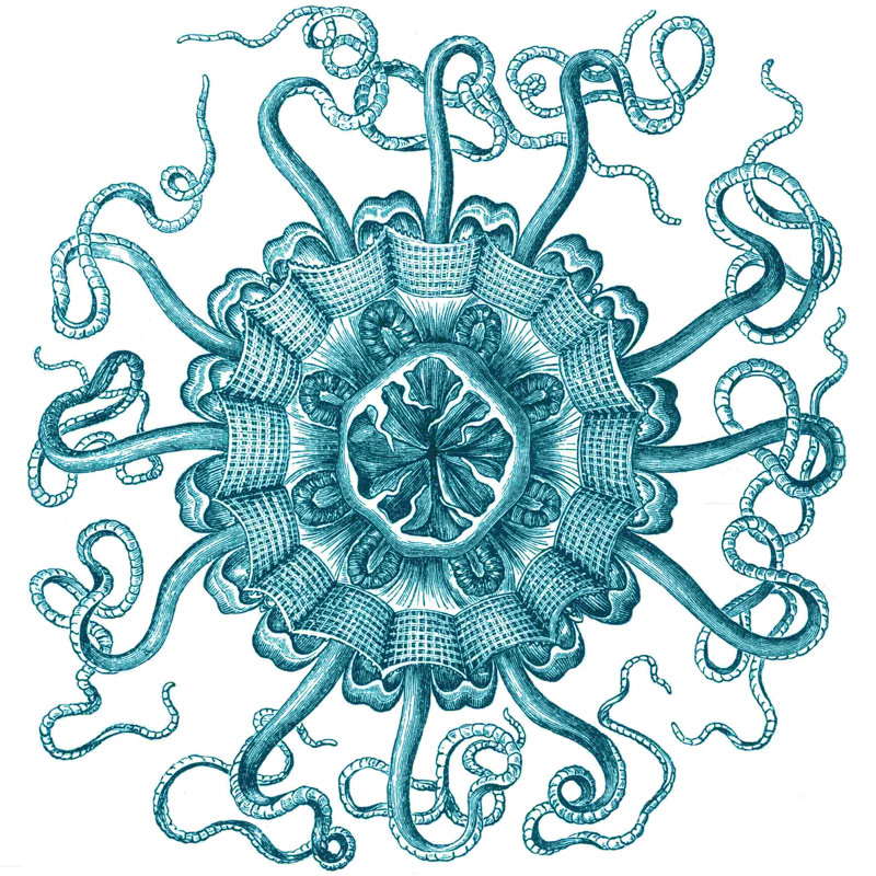 Ocean Gems II, H 12 po x l 12 po
