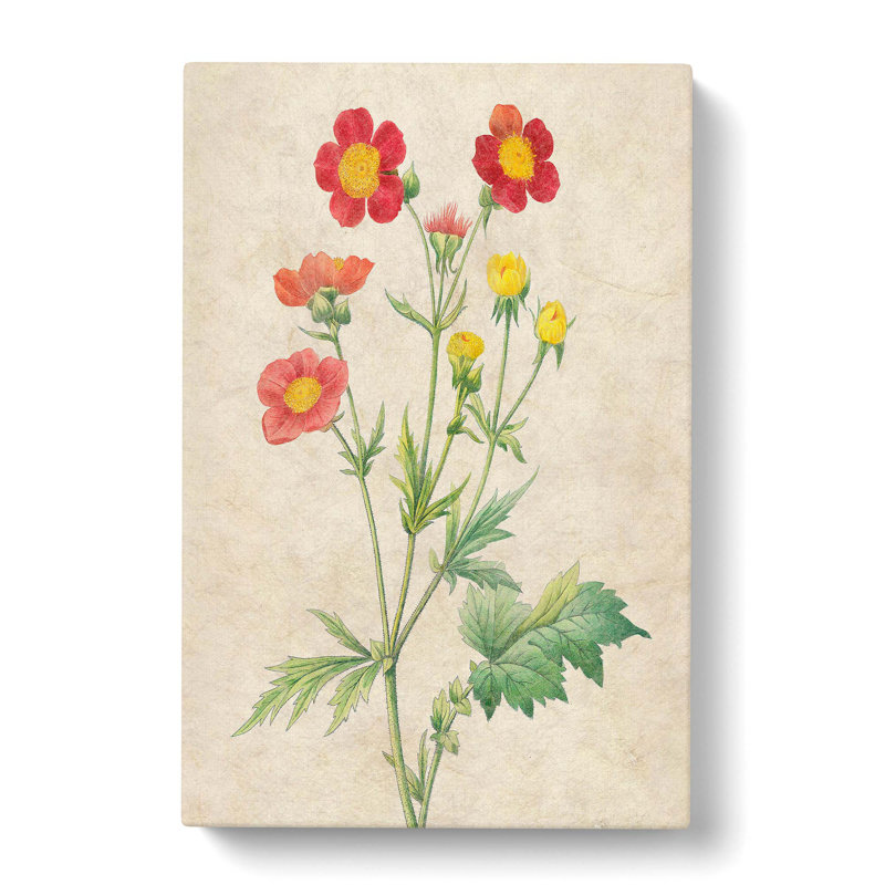 Geum Flowers by Pierre-Joseph Redoute - Wrapped Canvas Print, 76cm H x 50cm W x 3cm D