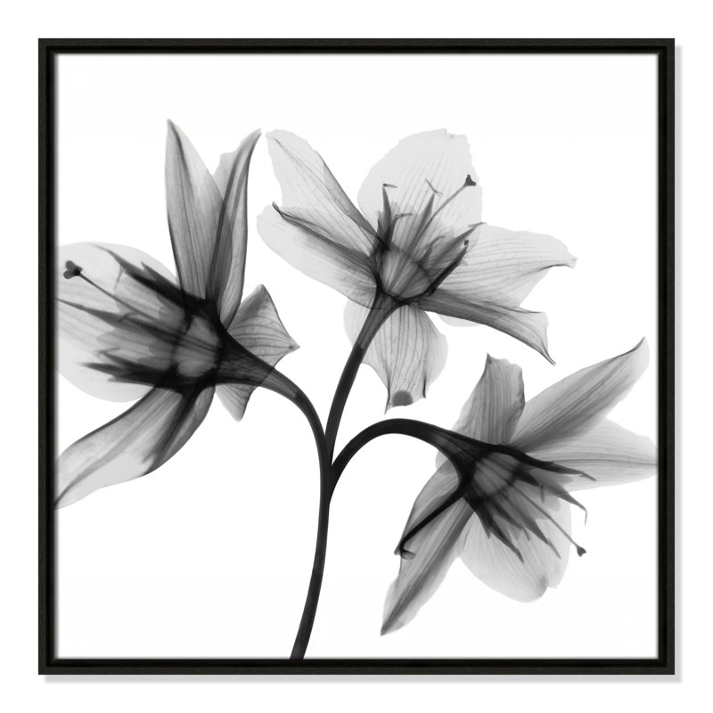 Collection Twins & Trio «Daffodil Trio - Square Version» par Albert Koetsier, Espresso, H 25,5 po x l 25,5 po