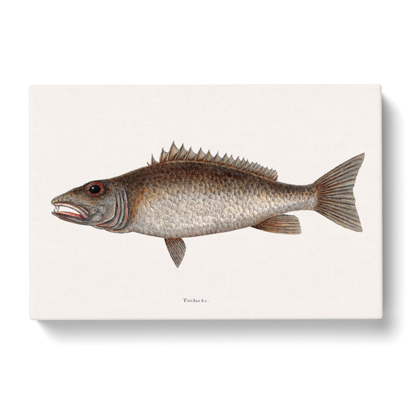 Mangrove Snapper Fish by Mark Catesby - Wrapped Canvas Print, 60cm H x 91cm W x 3cm D