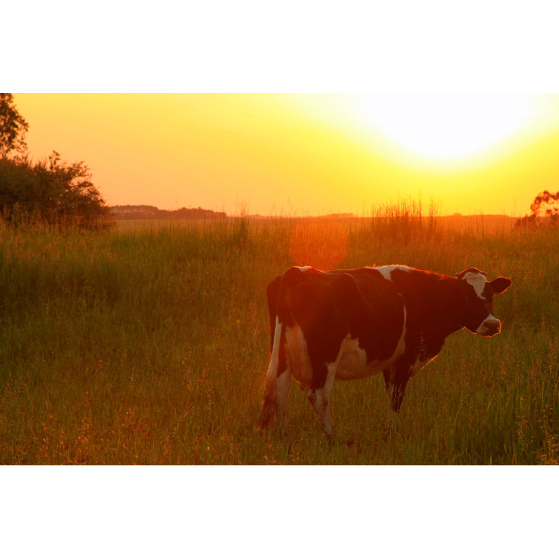 Vache regardant contre le coucher de soleil par Agustavop, H 8 po x l 12 po