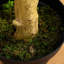 Eucalyptus 120 po en doublure de pot 120 po