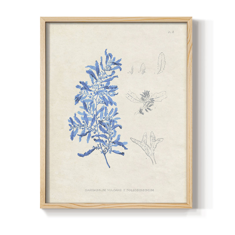 «Blue Marine Algae VI», reproduction encadrée - bois massif, H 11 po x l 9 po