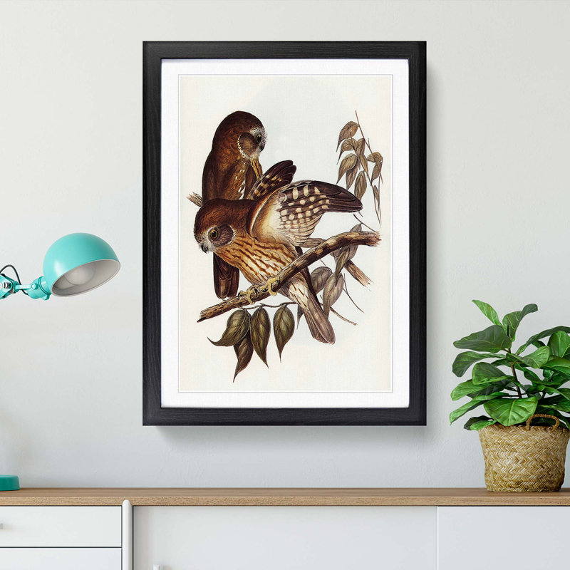 Boobook Owls by Elizabeth Gould - Picture Frame Painting Print, 65cm H x 48cm W x 2cm D, Black Framed