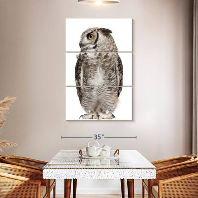 Brampt Owl Looking Sideways