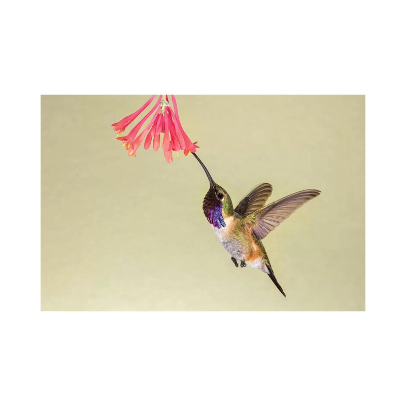 Lucifer Hummingbird, Calothorax Lucifer, feeding 1 Piece Wrapped Canvas Painting, 66.04 cm H x 45.72 cm W x 3.175 cm D