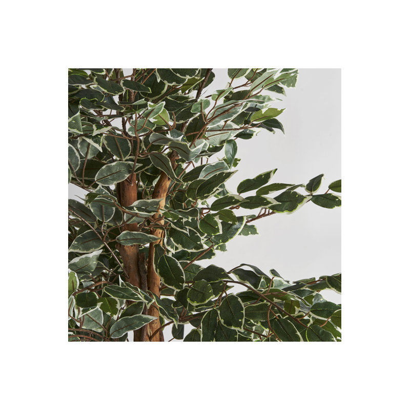 Ficus Tracie
