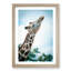 Stretching Giraffe - Framed Print-55730734-55730739