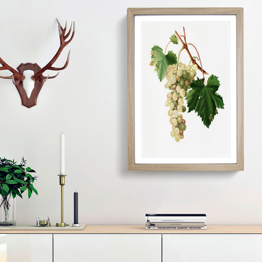 Muscat Grapes by Giorgio Gallesio - Picture Frame Painting Print