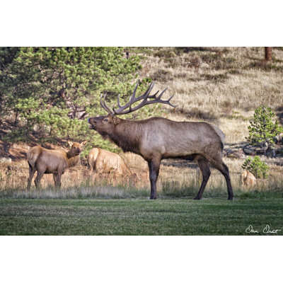 «Elk Study III» par David Drost - photographie sur toile tendue