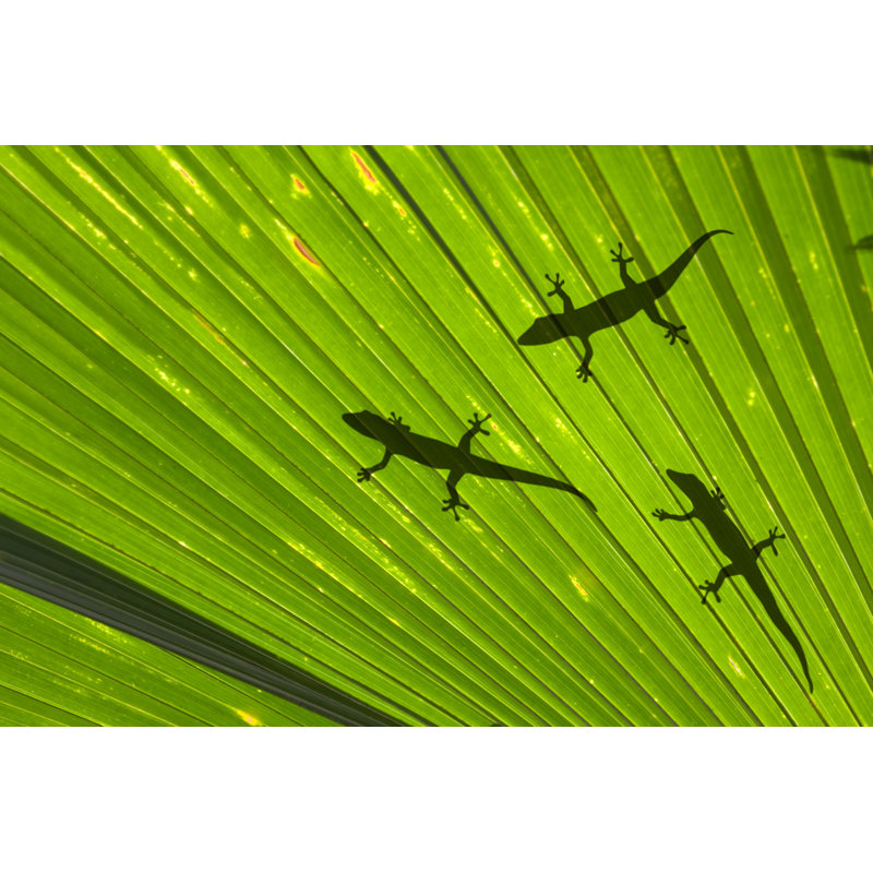 Geckos - Wrapped Canvas Print, 30cm H x 46cm W x 3.8cm D