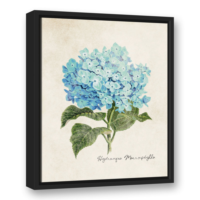 Hydrangea Illustration, reproduction d'art sur toile, H 21,75 po x l 17,75 po