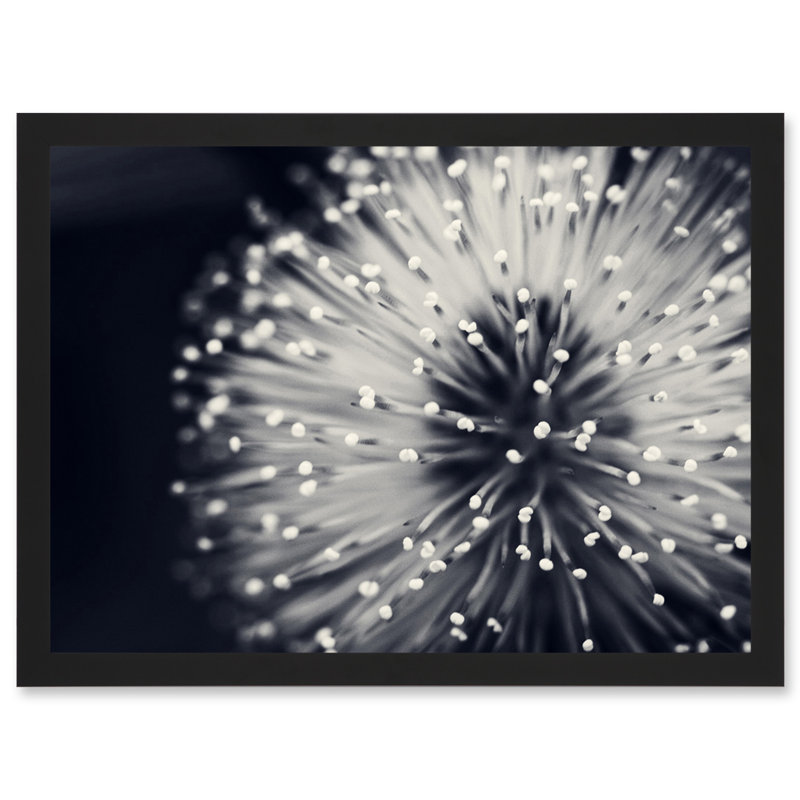 Nature Plant Flower Black White Beautiful - Single Picture Frame Art Prints
