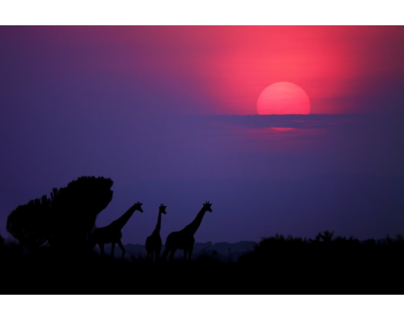 Wrapped Canvas Print, 76.2 cm H x 50.8 cm W