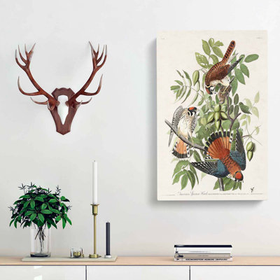 American Sparrow Hawks by John Audubon - Wrapped Canvas Painting