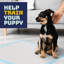 Tapis jetables pour animal de compagnie Emalea Katziela