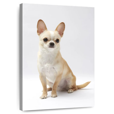 Chihuahua à Brampt assis
