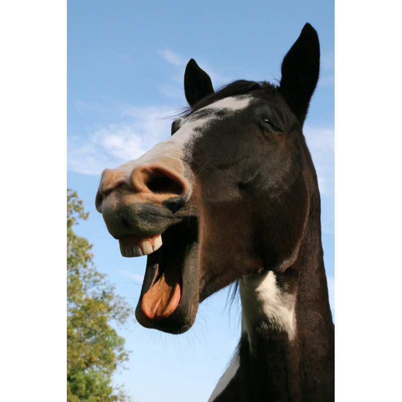 Laughing Horse by Rdegrie - Wrapped Canvas Print, 30cm H x 20cm W