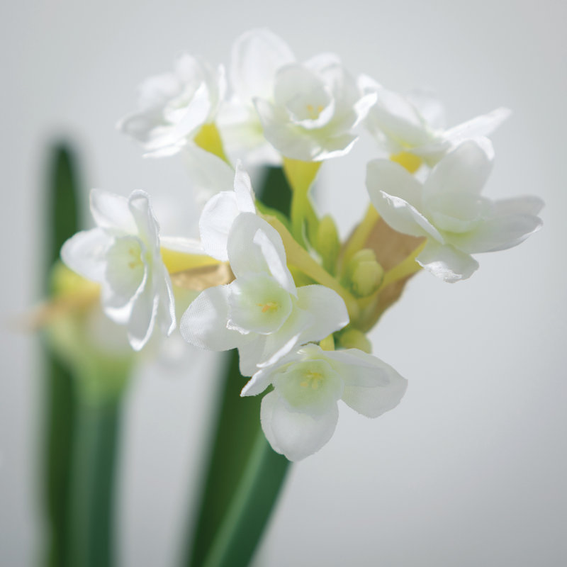 Paperwhite Arrangement
