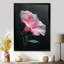 Photo de beauté botanique rose noire et matinale - art mural de la gloire du matin-709987707-709987681