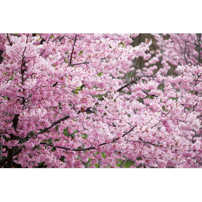Krislynn " Cherry Blossoms In Taiwan "